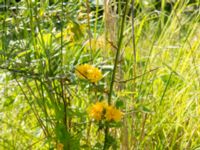 Kerria japonica Scoutstugan, Bunkeflo strandängar, Malmö, Skåne, Sweden 20170606_0080