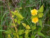 Kerria japonica Skjutbanorna, Bunkeflo strandängar, Malmö, Skåne, Sweden 20180515_0024