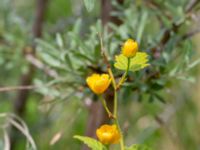 Kerria japonica Skjutbanorna, Bunkeflo strandängar, Malmö, Skåne, Sweden 20180515_0026