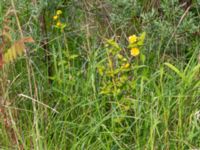 Kerria japonica Skjutbanorna, Bunkeflo strandängar, Malmö, Skåne, Sweden 20180515_0027