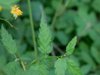 Kerria japonica Sliparebacken, Lund, Skåne, Sweden 20170528_0059