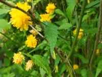 Kerria japonica Smålandsdammarna, Lomma, Skåne, Sweden 20160525_0016