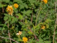 Kerria japonica Ulricedal, Malmö, Skåne, Sweden 20230517_0002