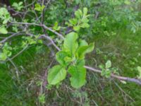 Malus domestica Patardzeuli, Kakheti, Georgia 20180428_3142