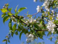 Malus domestica Risen, Genarp, Lund, Skåne, Sweden 20140501_0083