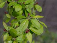 Malus domestica Sege by, Burlöv, Skåne, Sweden 20170416_0114