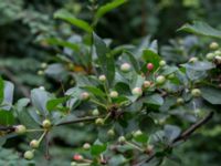 Malus floribunda Närlunda tegelbruksgrav, Helsingborg, Skåne, Sweden 20170727_0052