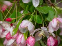 Malus floribunda Närlunda tegelbruksgrav, Helsingborg, Skåne, Sweden 20190504_0056