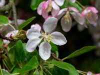 Malus floribunda Närlunda tegelbruksgrav, Helsingborg, Skåne, Sweden 20190504_0057