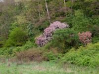 Malus floribunda Närlunda tegelbruksgrav, Helsingborg, Skåne, Sweden 20190504_0068