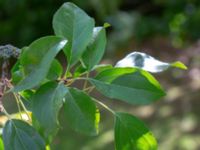 Malus prunifolia Botaniska trädgården, Lund, Skåne, Sweden 20180824_0042