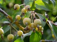 Malus prunifolia Botaniska trädgården, Lund, Skåne, Sweden 20180824_0043