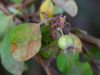 Malus prunifolia Möllstorp, Färjestaden, Mörbylånga, Öland, Sweden 20180808_0121