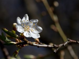 Malus sylvestris - Crab Apple - Vildapel