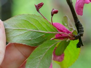 Malus x atrosanguinea - Gorgeous Crabapple - Karminapel