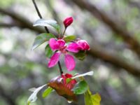 Malus x atrosanguinea Närlunda tegelbruksgrav, Helsingborg, Skåne, Sweden 20190504_0070