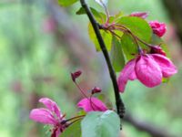 Malus x atrosanguinea Närlunda tegelbruksgrav, Helsingborg, Skåne, Sweden 20190504_0072