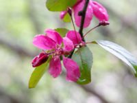 Malus x atrosanguinea Närlunda tegelbruksgrav, Helsingborg, Skåne, Sweden 20190504_0073