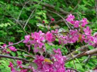 Malus × purpurea Ödetomterna, Bunkeflo strandängar, Malmö, Skåne, Sweden 20180515_0034