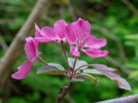 Malus × purpurea Ödetomterna, Bunkeflo strandängar, Malmö, Skåne, Sweden 20180515_0035