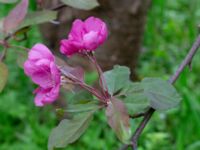 Malus × purpurea Ödetomterna, Bunkeflo strandängar, Malmö, Skåne, Sweden 20180515_0037