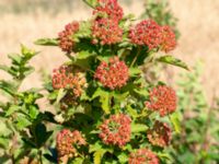 Physocarpus opulifolius Gravhögar 1200 m S Igellösa kyrka, Lund, Skåne, Sweden 20180711_0003