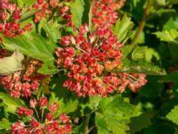 Physocarpus opulifolius Gravhögar 1200 m S Igellösa kyrka, Lund, Skåne, Sweden 20180711_0004