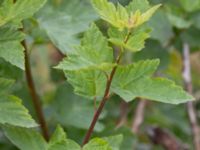 Physocarpus opulifolius Viderup, Eslöv, Skåne, Sweden 20240702_0174