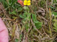 Potentilla anglica Rökepipan, Dalby, Lund, Skåne, Sweden 20160626_0005