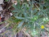 Potentilla argentea var. argentea Brahehus, Jönköping, Småland, Sweden 20190607_0639