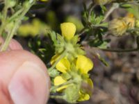 Potentilla argentea var. argentea Furehov, Åhus, Kristianstad, Skåne, Sweden 20170719_0227