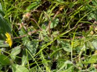 Potentilla crantzii Tosteberga ängar, Kristianstad, Skåne, Sweden 20150514_0082