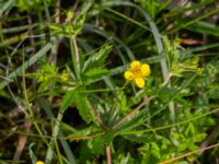 Potentilla erecta Fuktängen Toarpsdammen, Toarp, Malmö, Skåne, Sweden 20220601_0078