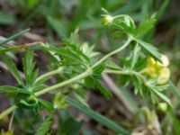 Potentilla erecta Liaängen, Kågeröd, Svalöv, Skåne, Sweden 20160518_0087