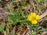 Potentilla erecta Skanörs ljung, Falsterbohalvön, Vellinge, Skåne, Sweden 20200530_0065