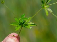 Potentilla erecta Toarpsdammen, Malmö, Skåne, Sweden 20190621_0153