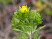 Potentilla intermedia Grodreservatet, Norra hamnen, Malmö, Skåne, Sweden 20150614_0145