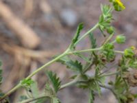 Potentilla intermedia Hillarps grustag, Ängelholm, Skåne, Sweden 20180711_0110