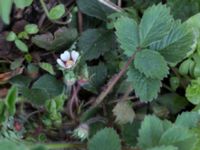 Potentilla micrantha Lunds botaniska trädgård, Lund, Skåne, Sweden 20150421_0017