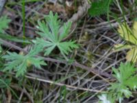 Potentilla neglecta Mejselgatan, Malmö, Skåne, Sweden 20170606_0090