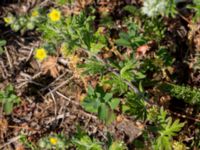 Potentilla neglecta Sege station, Burlöv, Skåne, Sweden 20160601_0051