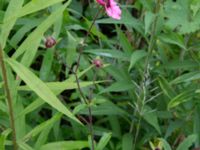 Potentilla nepalensis Lokstallarna, Malmö, Skåne, Sweden 20170809_0015