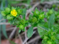 Potentilla norvegica Citadellsgymnasiet, Malmö, Skåne, Sweden 20240722_0009