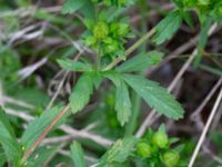 Potentilla norvegica Citadellsgymnasiet, Malmö, Skåne, Sweden 20240722_0010