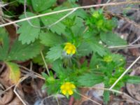 Potentilla norvegica Citadellsgymnasiet, Malmö, Skåne, Sweden 20240722_0012