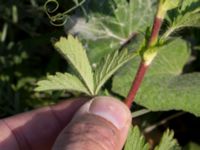 Potentilla norvegica Grodreservatet, Norra hamnen, Malmö, Skåne, Sweden 20160529_0301