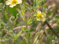 Potentilla recta Pendlarparkeringen Vellinge samhälle, Vellinge, Skåne, Sweden 20230615_0022