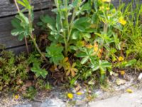 Potentilla recta Pråmkajen, Malmö, Skåne, Sweden 20190520_0006