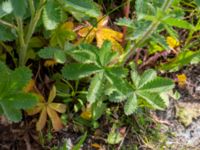 Potentilla recta Pråmkajen, Malmö, Skåne, Sweden 20190520_0010