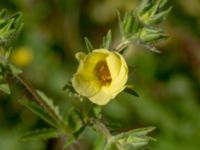 Potentilla recta Ulricedal, Malmö, Skåne, Sweden 20190617_0102